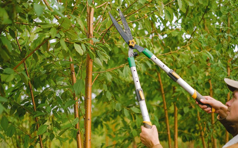 Tree trimming in Ossian, IN