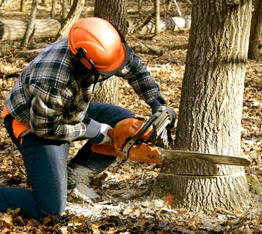 Tree Removal in Ossian, IN